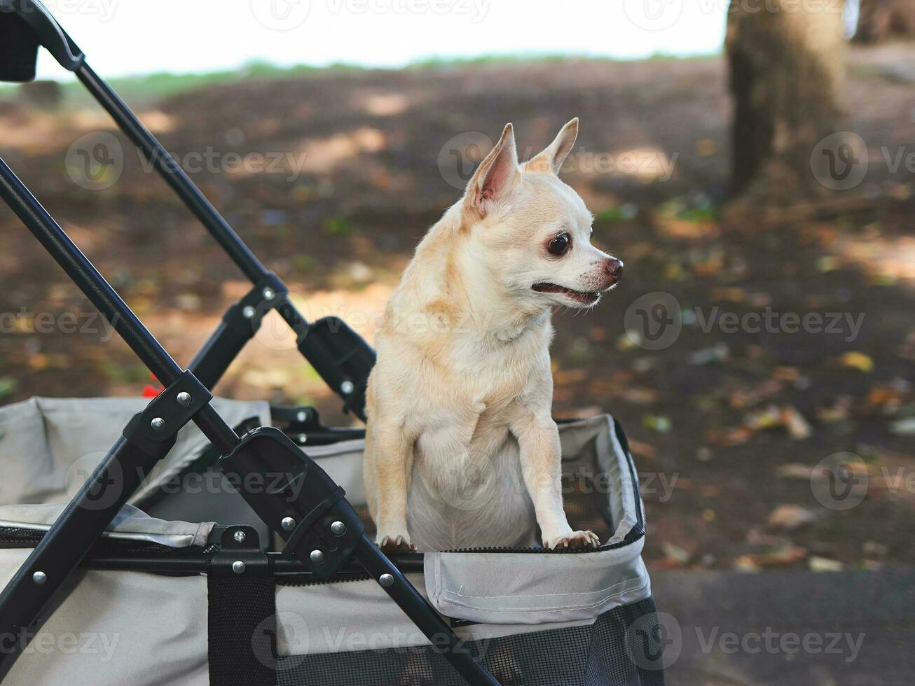 Happy brown short hair Chihuahua dog  standing in pet stroller in the park. looking curiously. photo