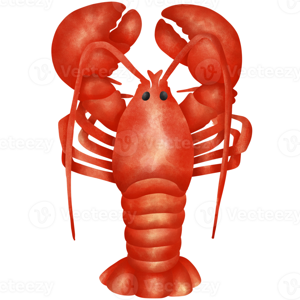 Illustration of a red shell lobster png