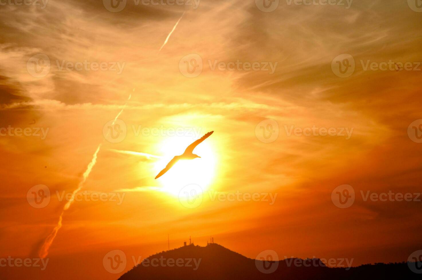 A bird flying in the sky at sunset in the center of the sun disc. photo
