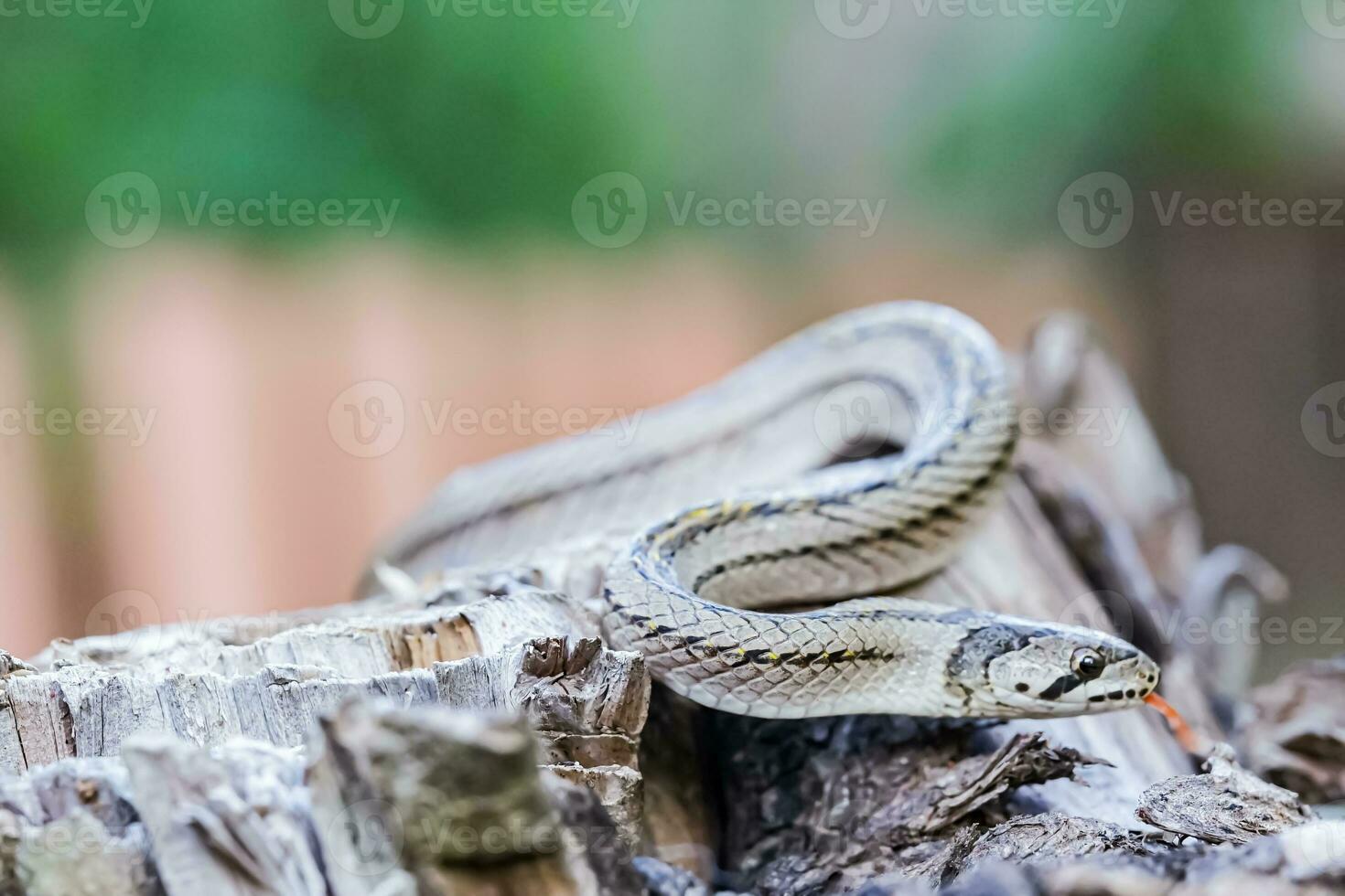 un pequeño serpiente fotografiado a cerca rango eso es un sitio ese viene fuera a encontrar comida durante el tiempo de día. quien son a riesgo de convirtiéndose víctimas de pequeño serpiente cazadores foto
