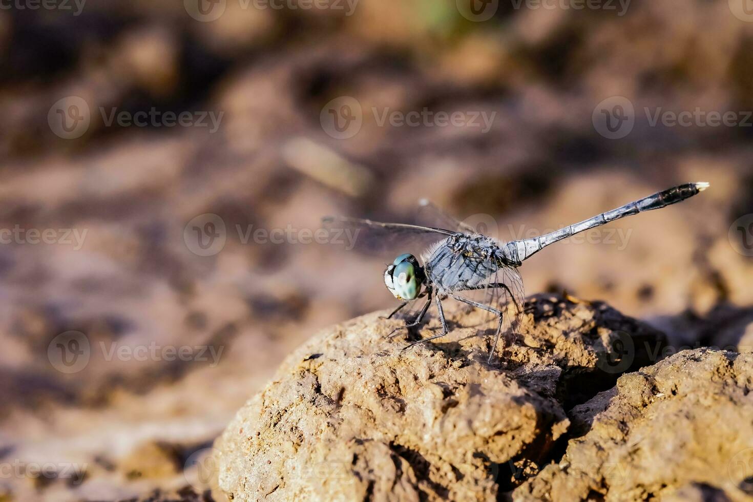 Macro image of a dragonfly sitting on a rock in the afternoon. photo