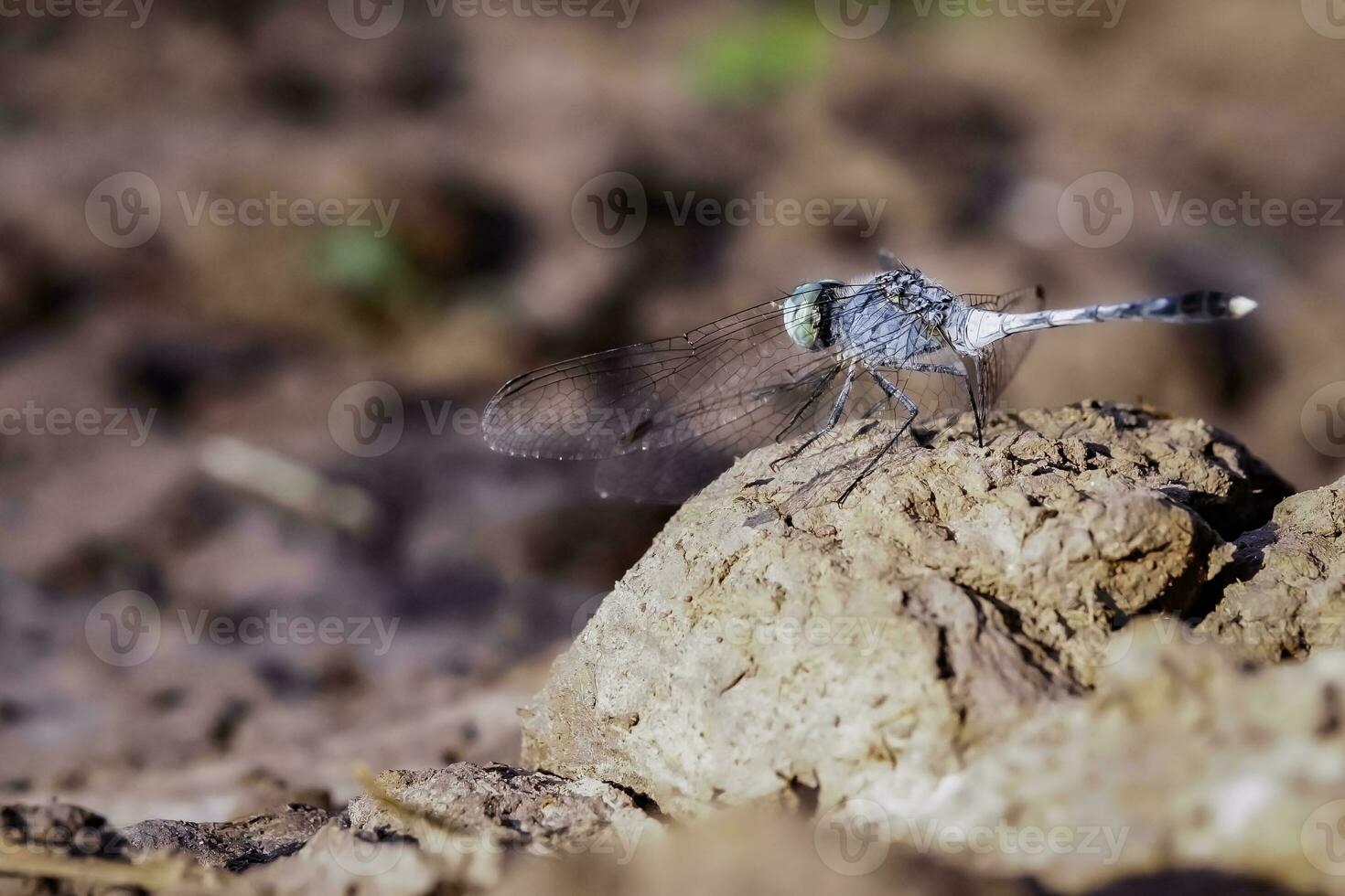 Macro image of a dragonfly sitting on a rock in the afternoon. photo