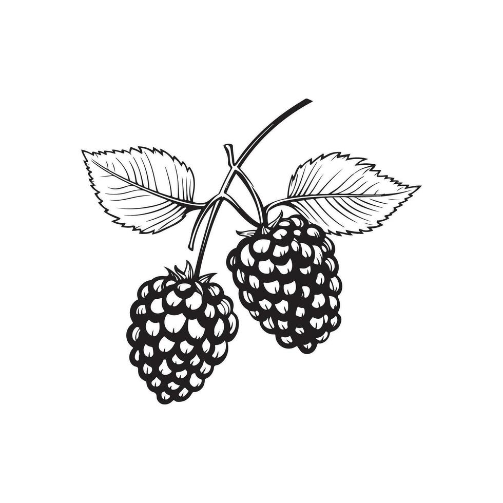 blackberry and raspberry Vector