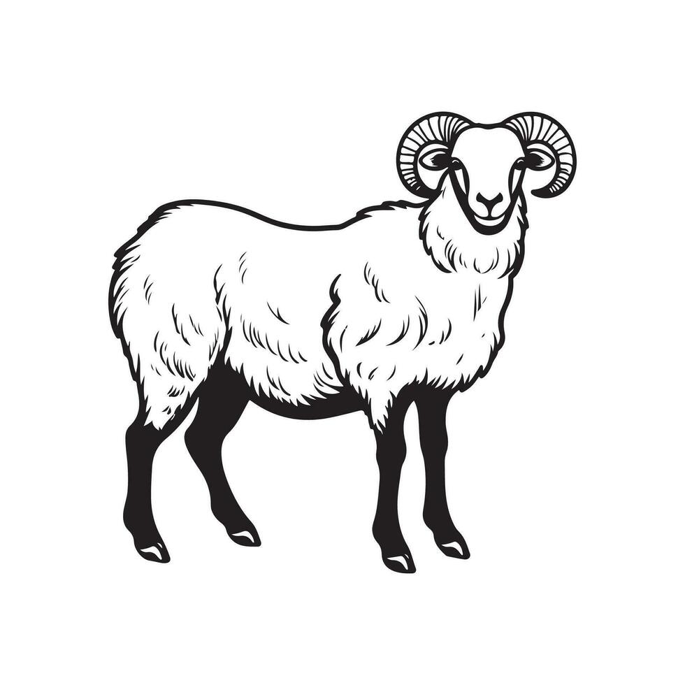 Sheep Vector image, art, graphic