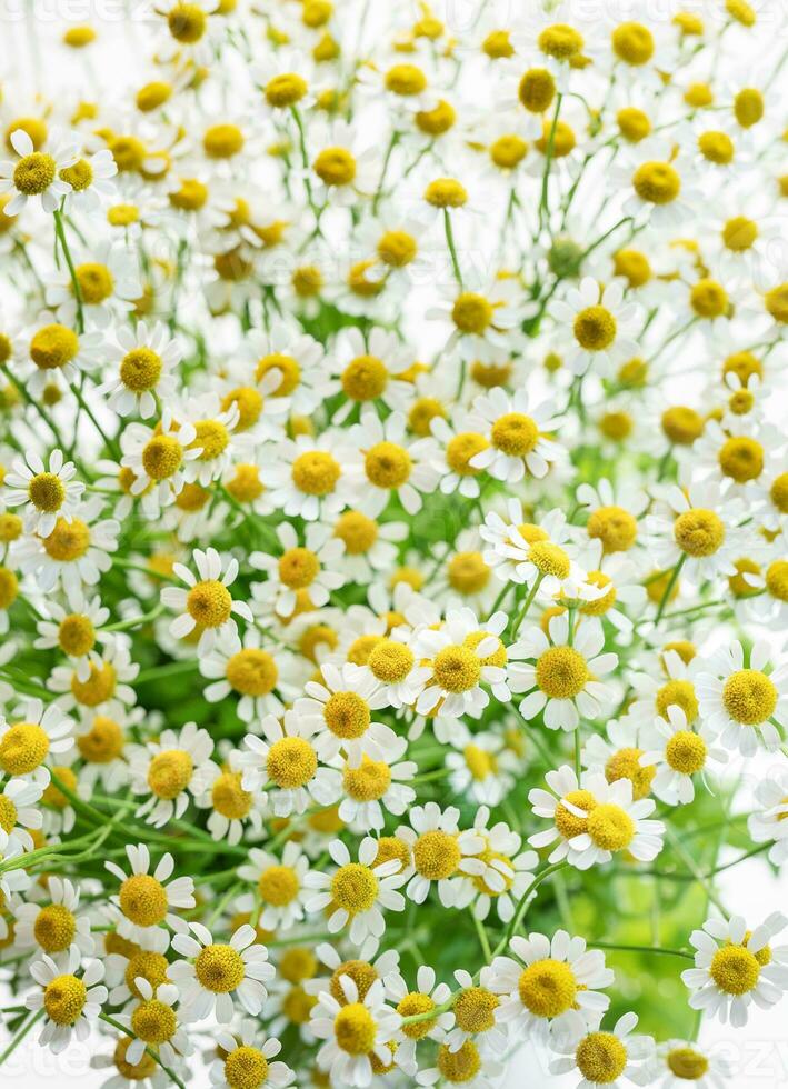 ramo de flores de manzanillas foto