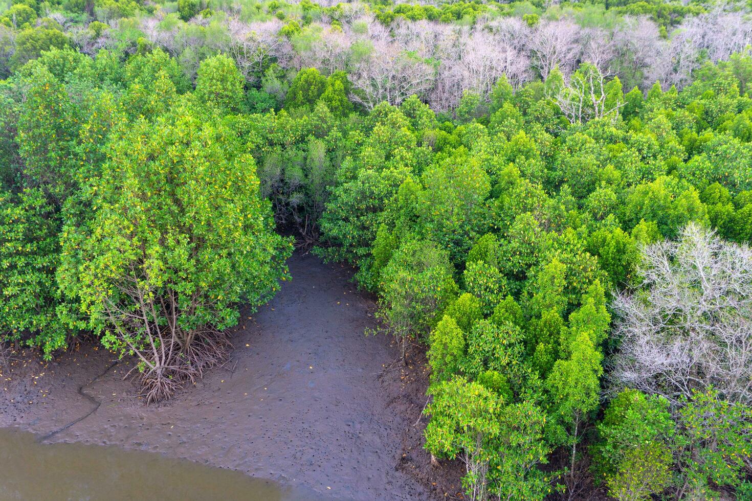 Above view of mangrove forest in thailand photo