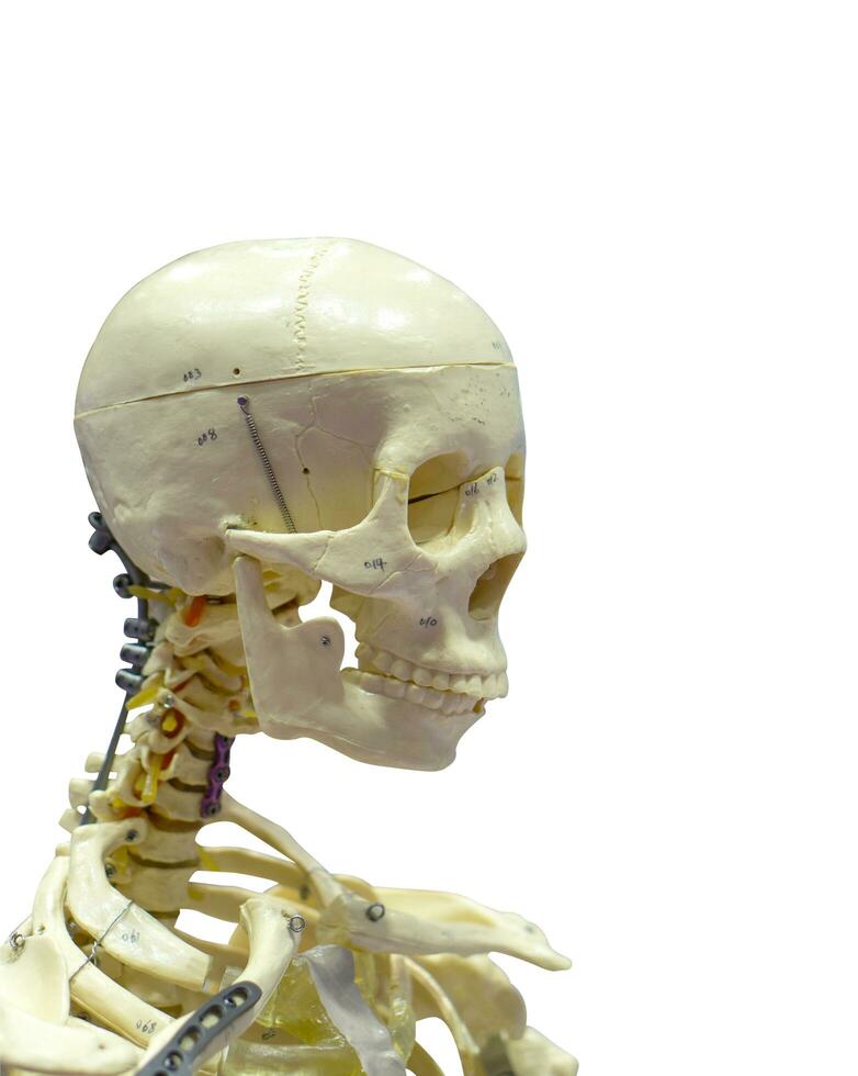 Close-Up Of Human skeleton on White Background. photo