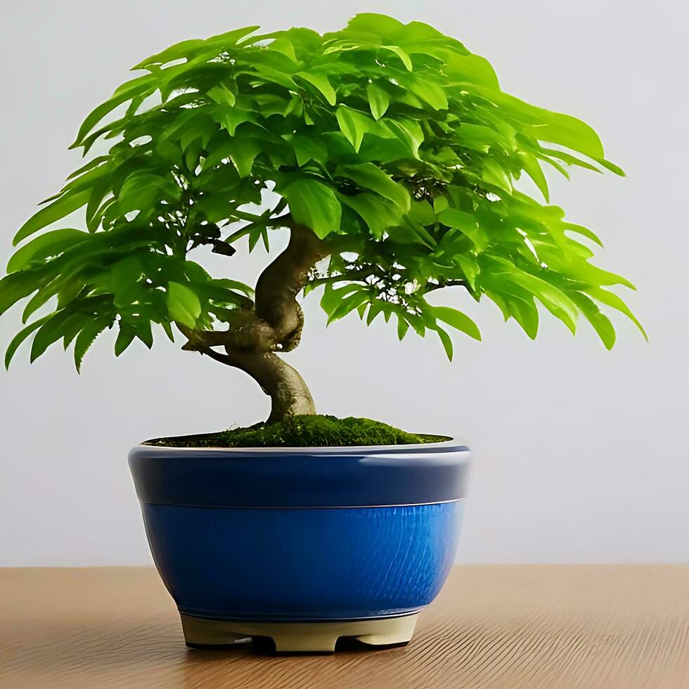 Photo of bonsai in the minimalist pot as a houseplant. ai generated