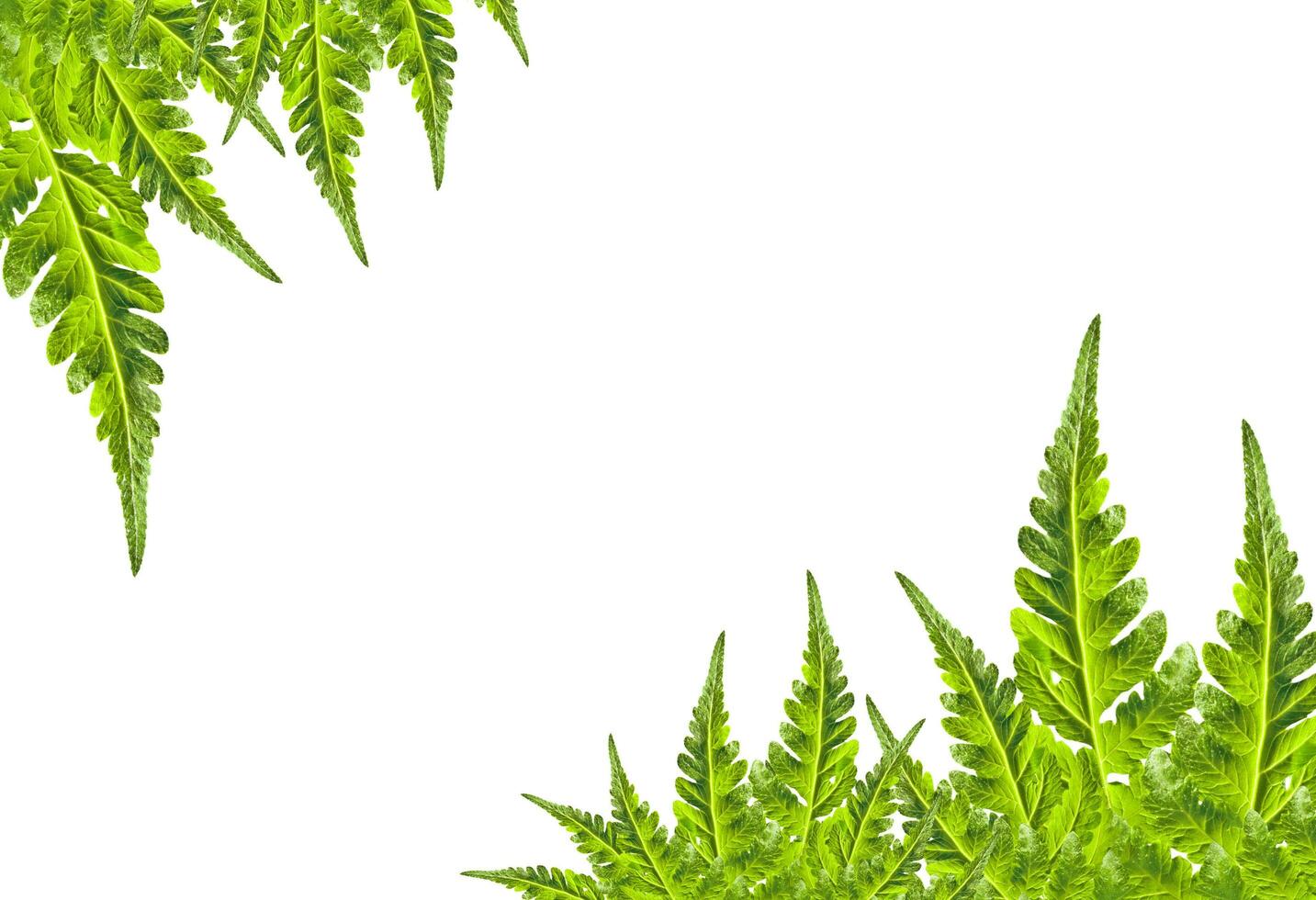 green leaf frame photo