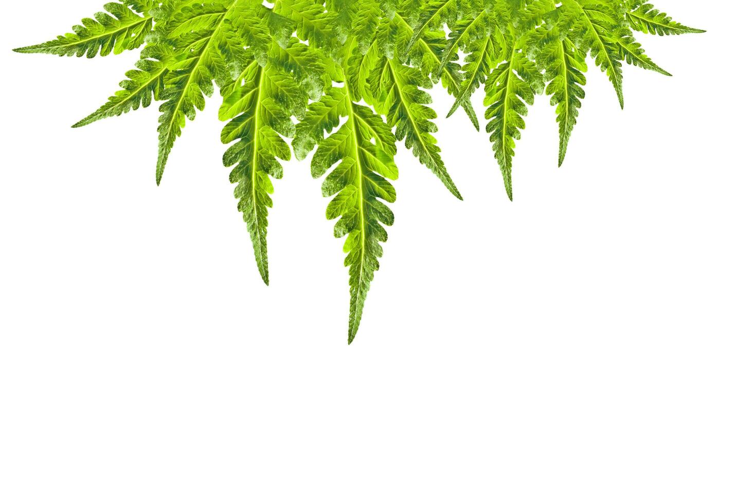 green leaf frame photo