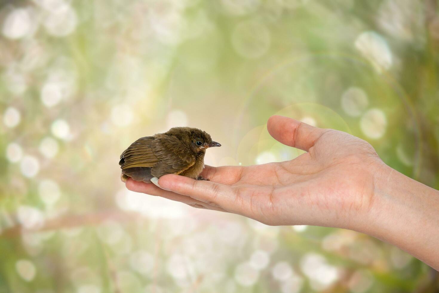 bird on hand photo