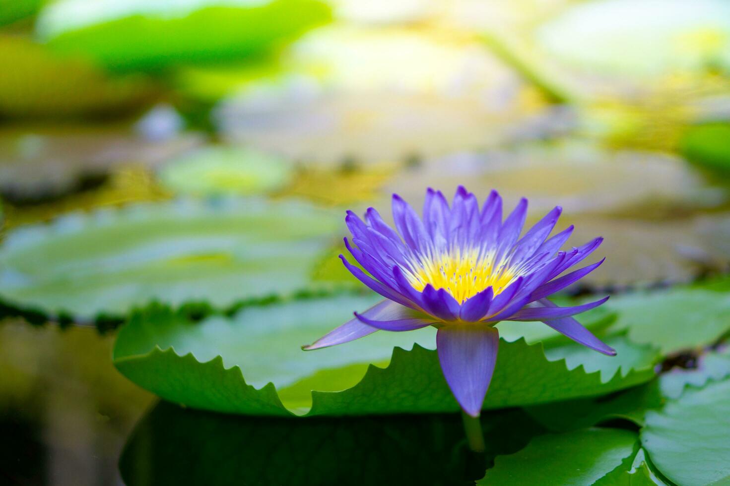 Violet thai water lily or lotus flower photo