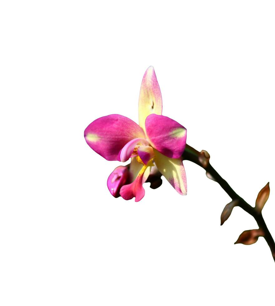 Pink orchid on white background photo