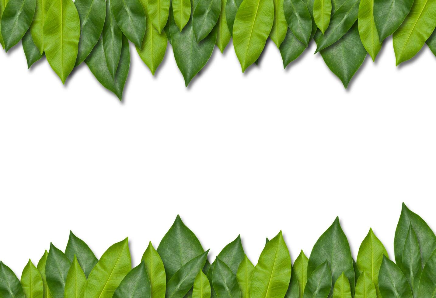 green leaf frame photo