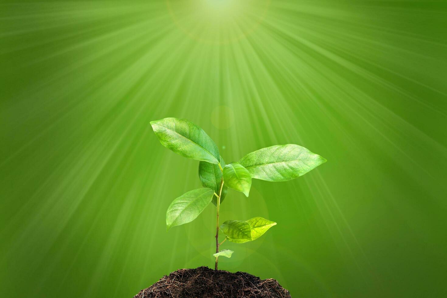 Small tree on pile of soil with sunshine photo