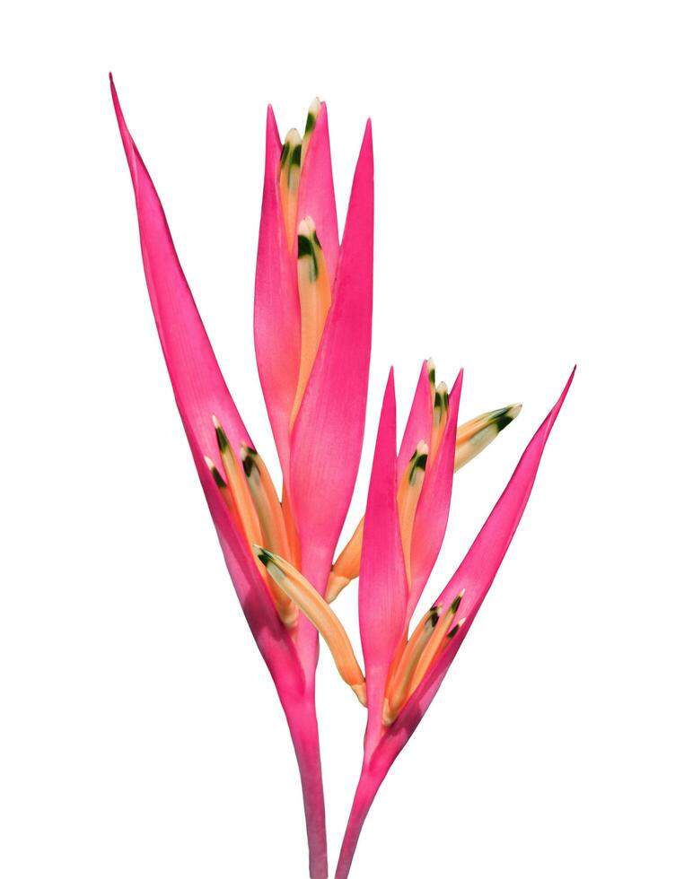Red bird of paradise isolated on white background photo
