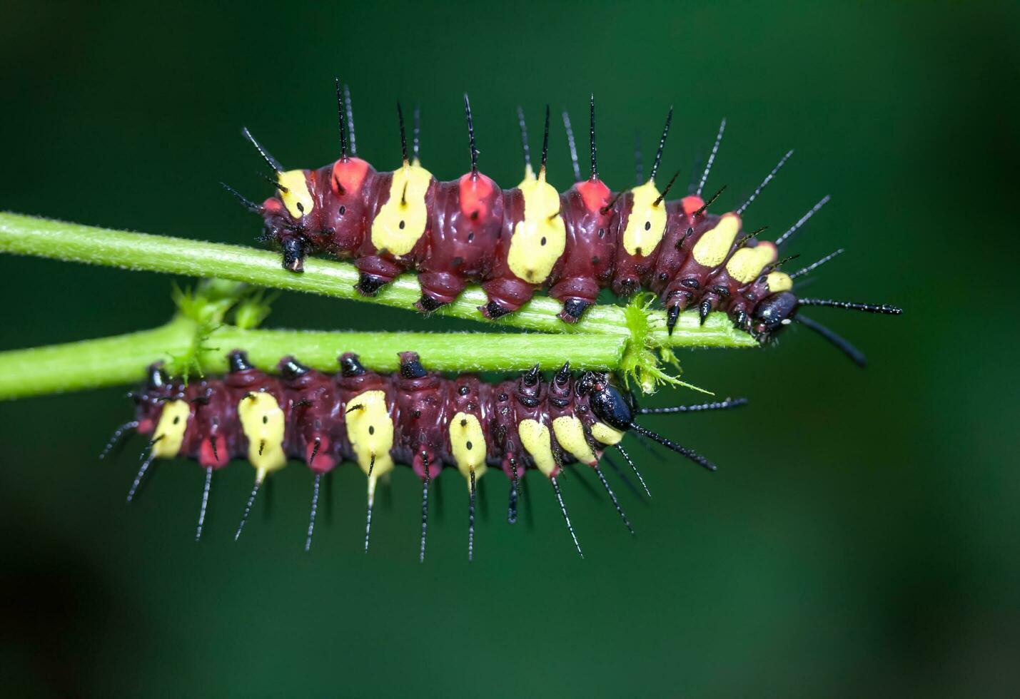 gusano comer hojas. foto