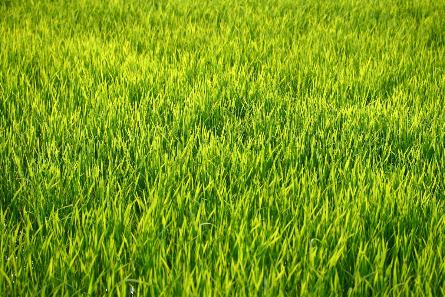 green grass background photo