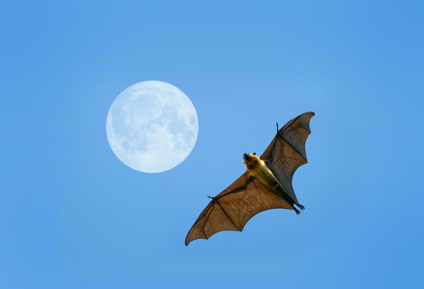 Flying fox bat photo