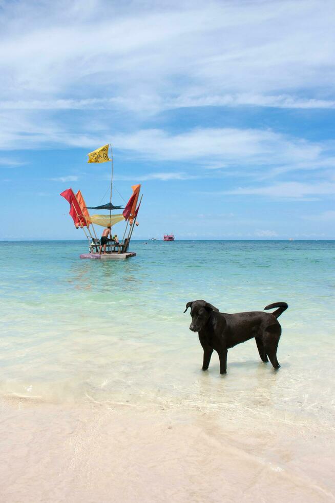 perro en mar foto