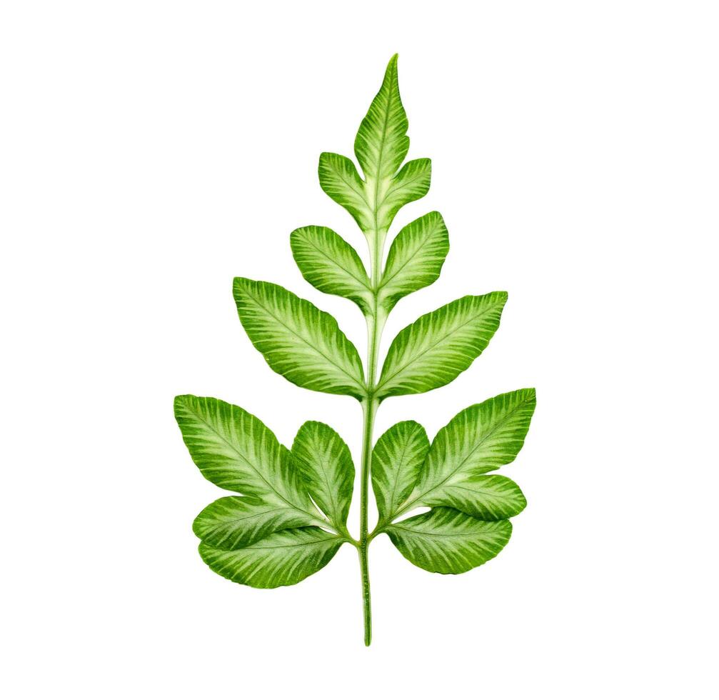 green leaf isolated on a white background photo