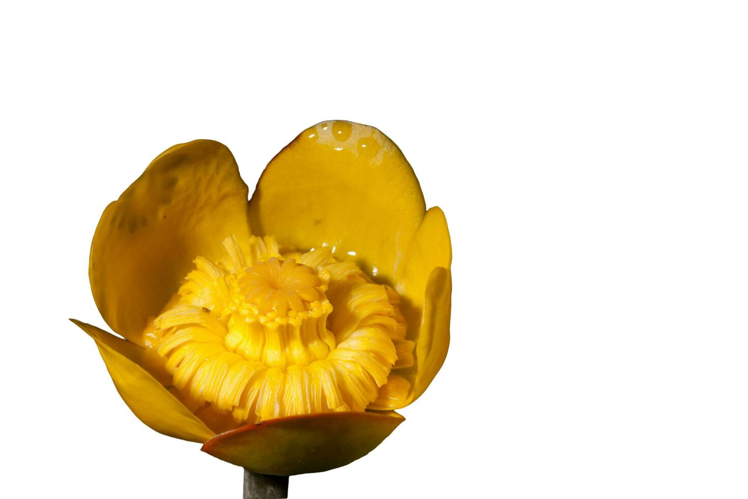 Yellow flower on isolated background. photo