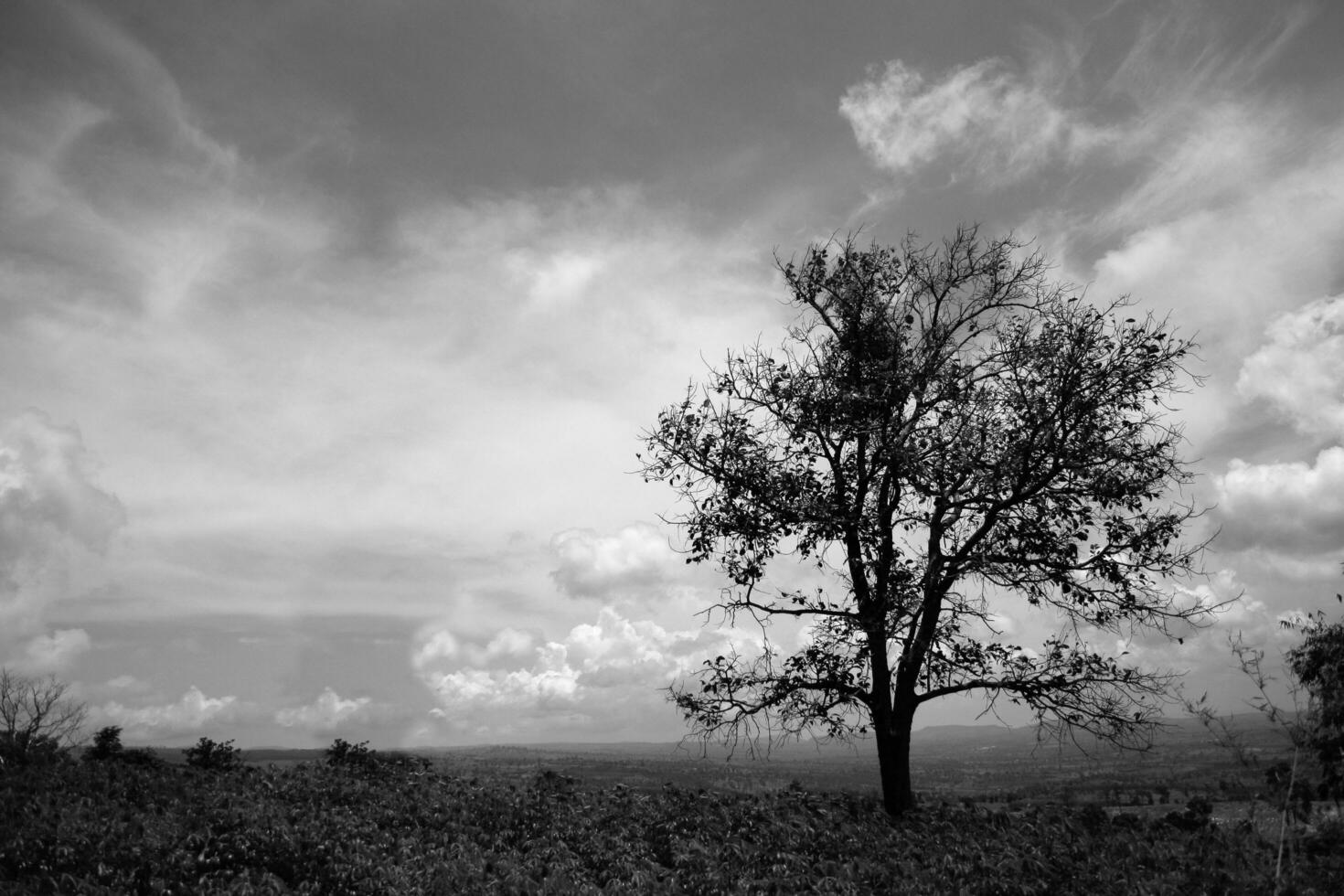 un soltero árbol soportes en campo foto