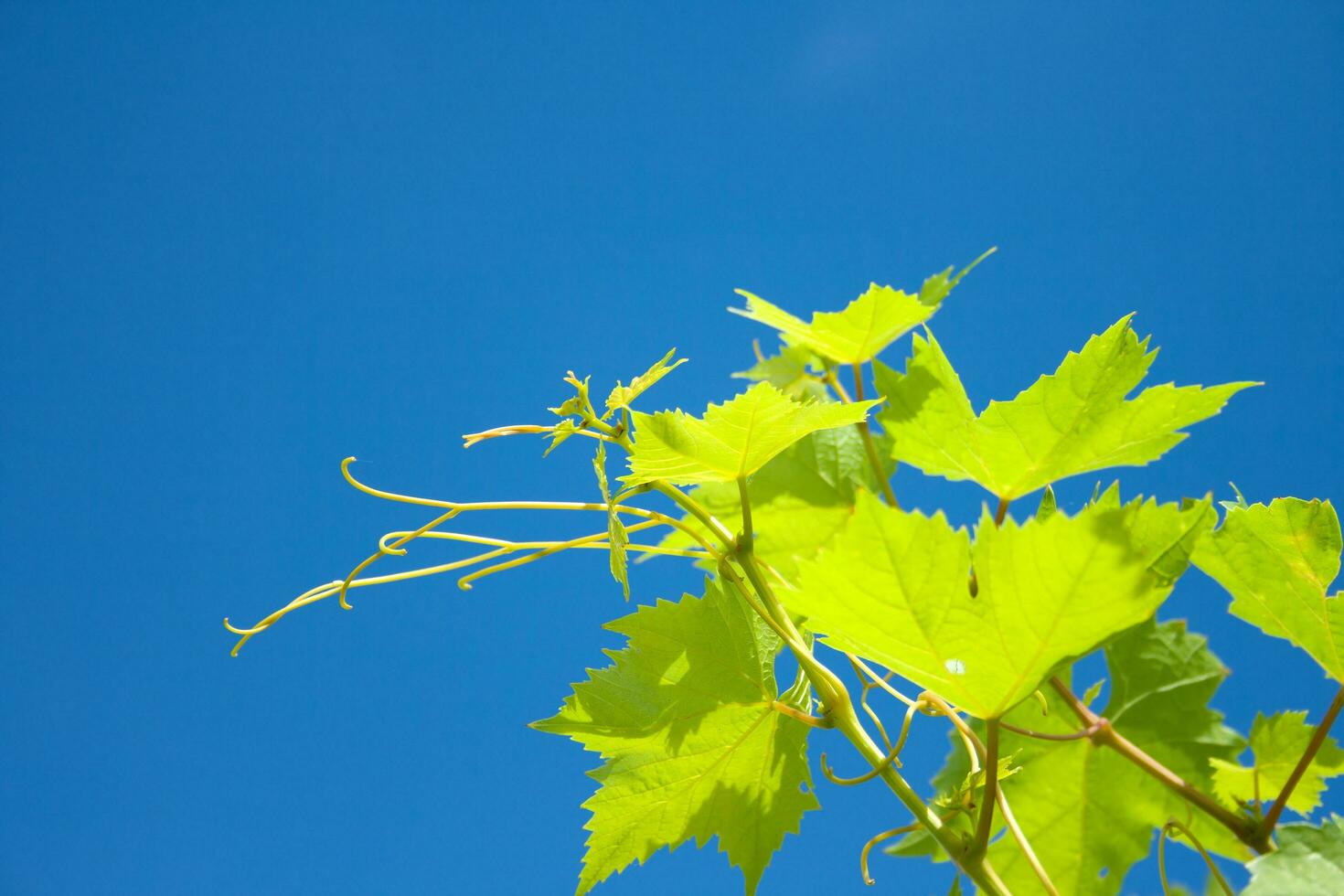 Green vine leaves . Green grapevine twig on blue sky photo