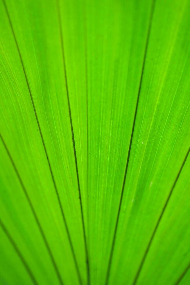 green leaves background photo