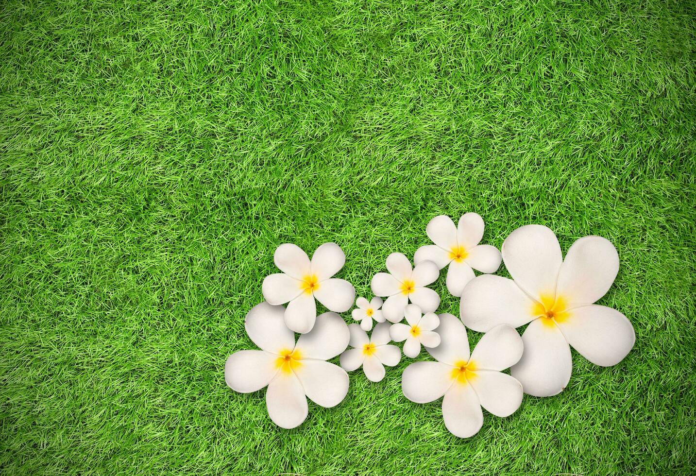 White plumeria flower on grass background photo
