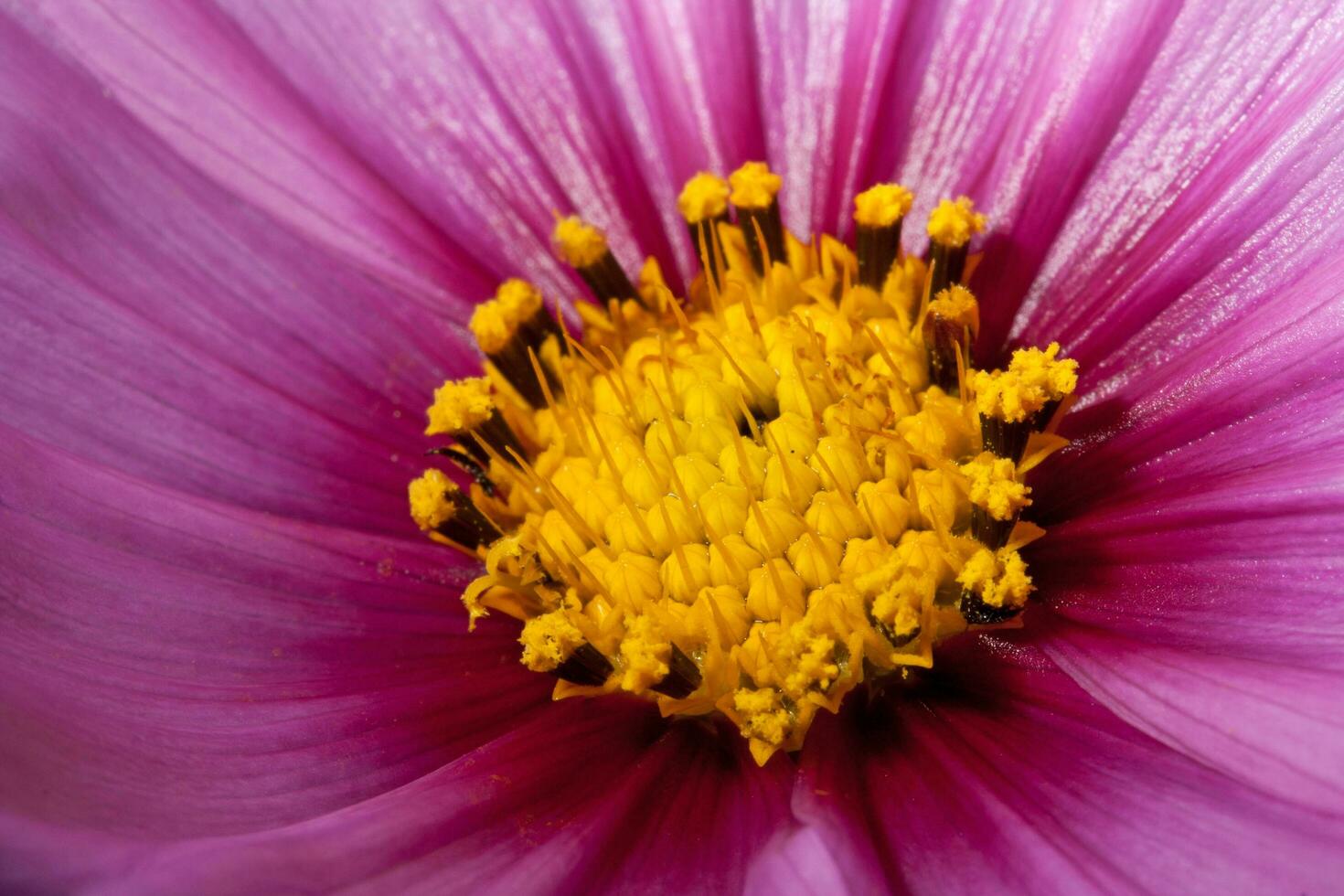 pink Cosmos Flower close up photo