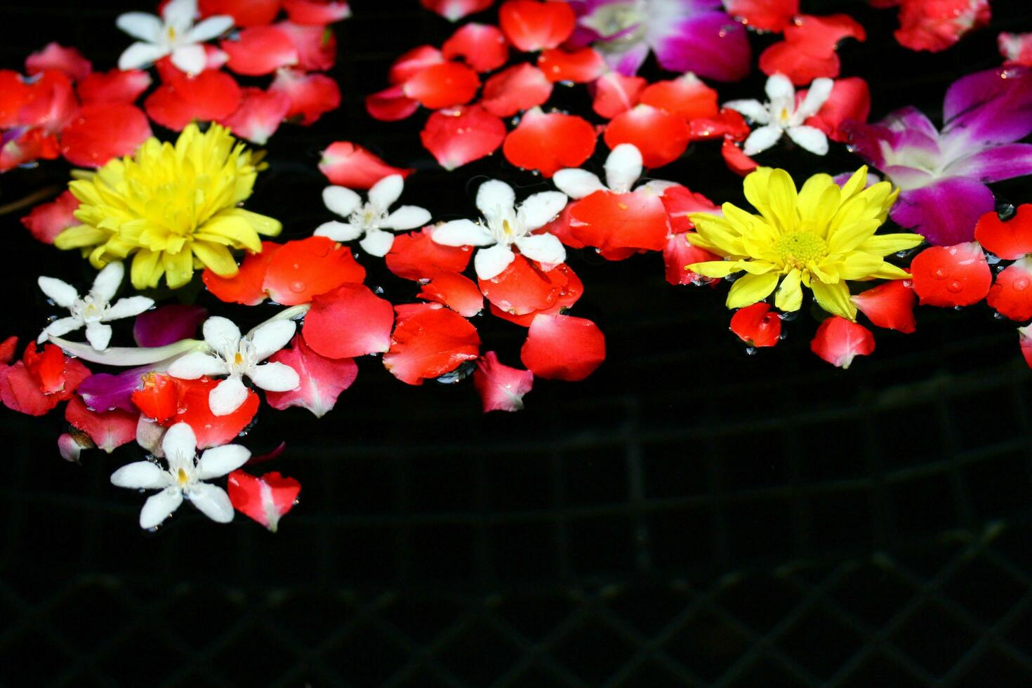 petals flower on water photo