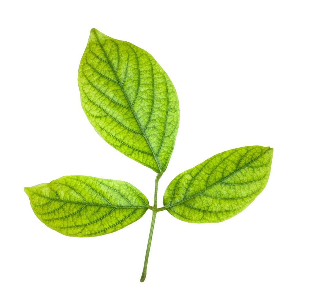 green leaves isolated on white background photo