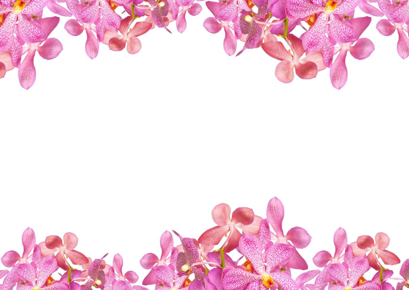 Orchid flowers border photo