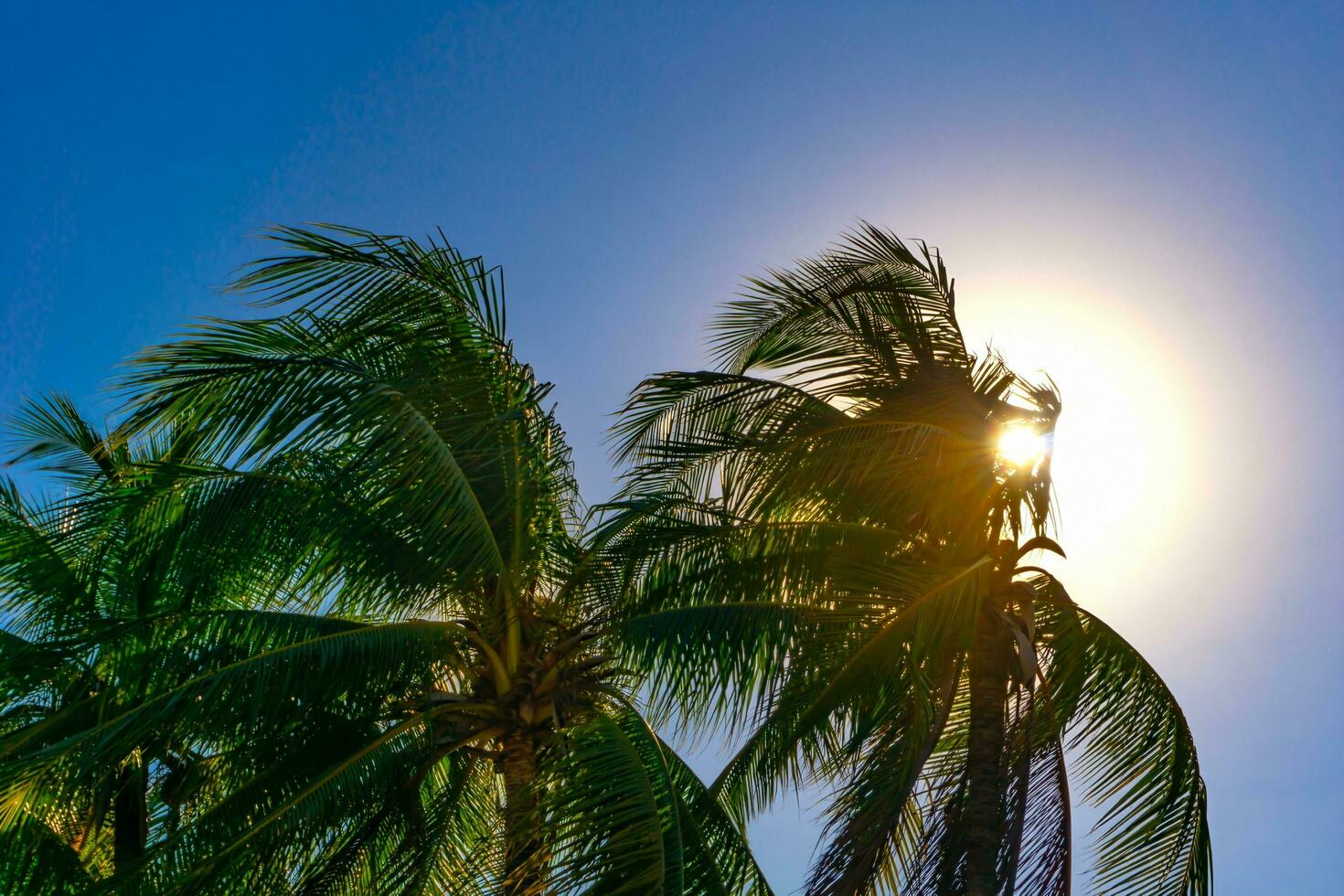Coconut trees on the beach in Thailand Was waved by the wind photo