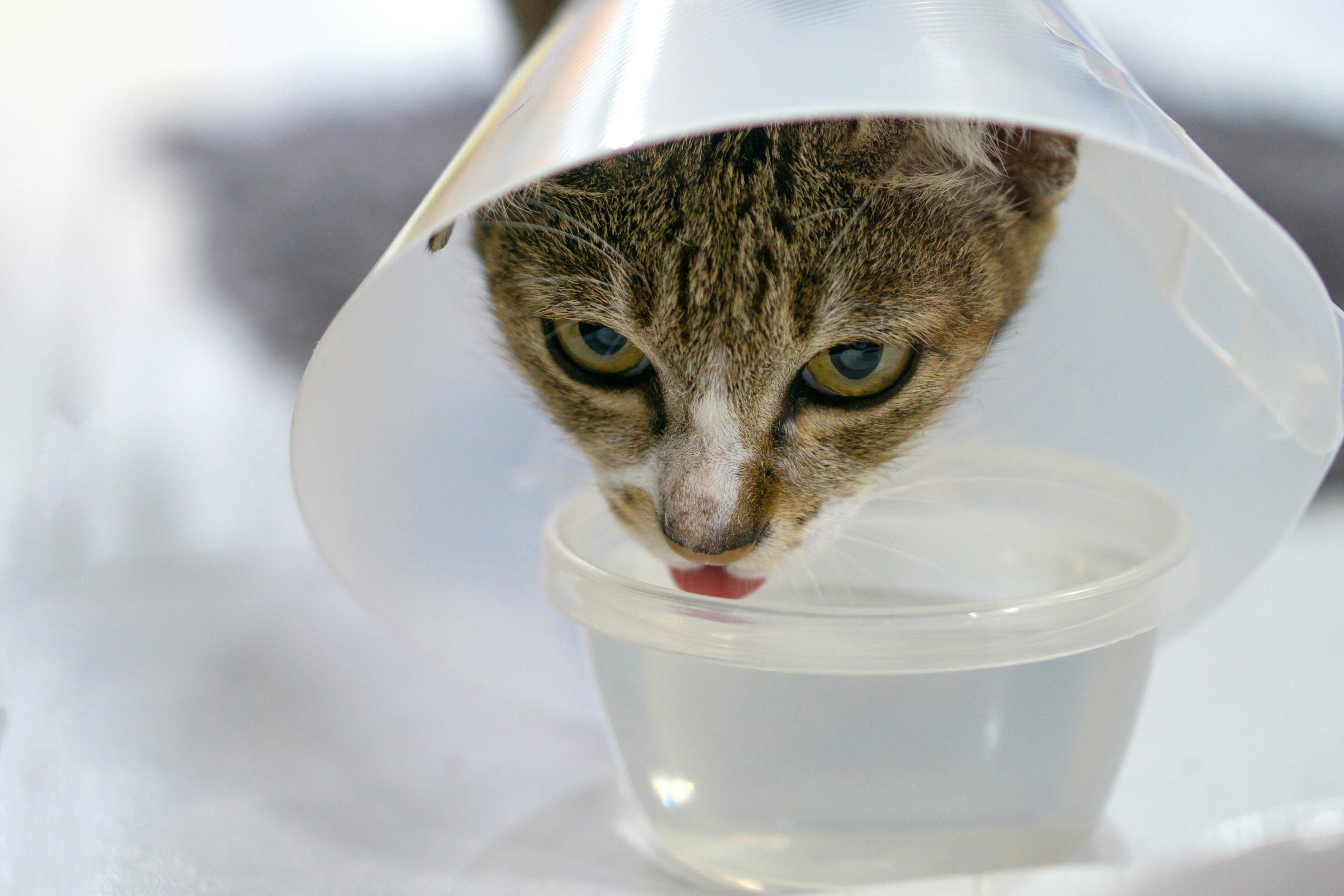 Sick cat with veterinary cone on its head to protect cat from licking a