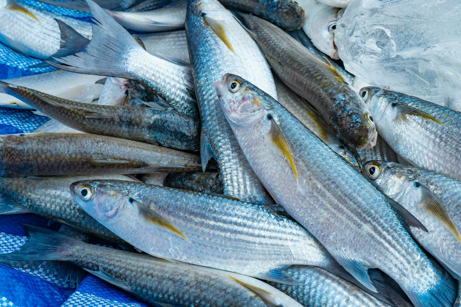 A mullet fish laying on a blue tarp, freshly caught by fishermen. photo