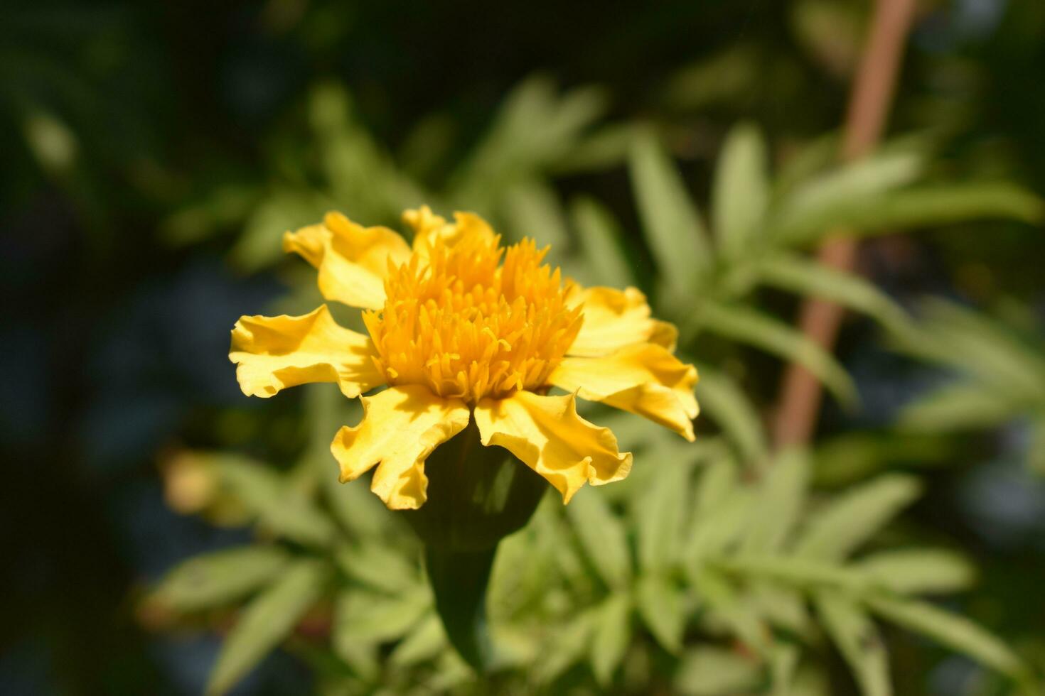 Close shot of yellow Marigold flower photo