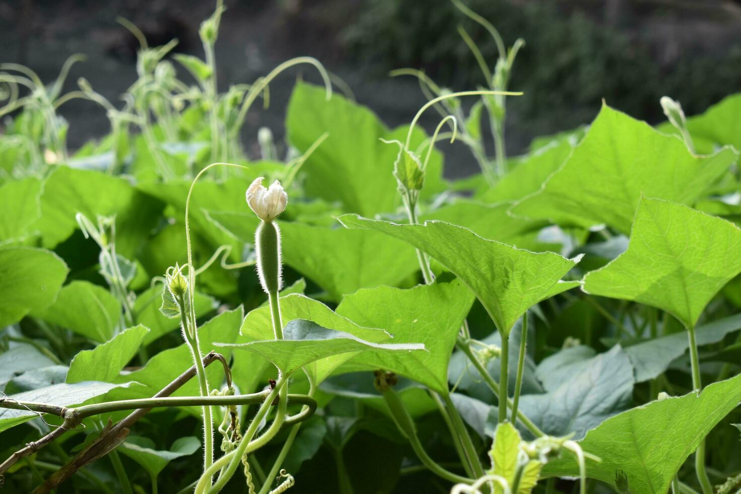 Bangladesh gourd leaves shining on winter morning photo