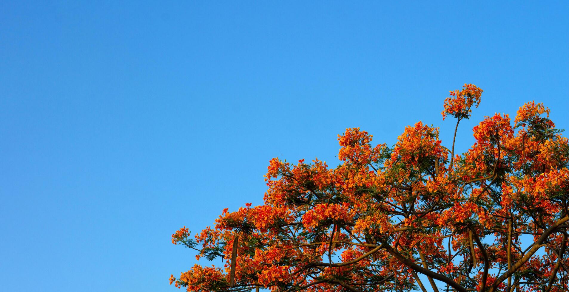 Orange Royal Poinciana in blue sky background photo