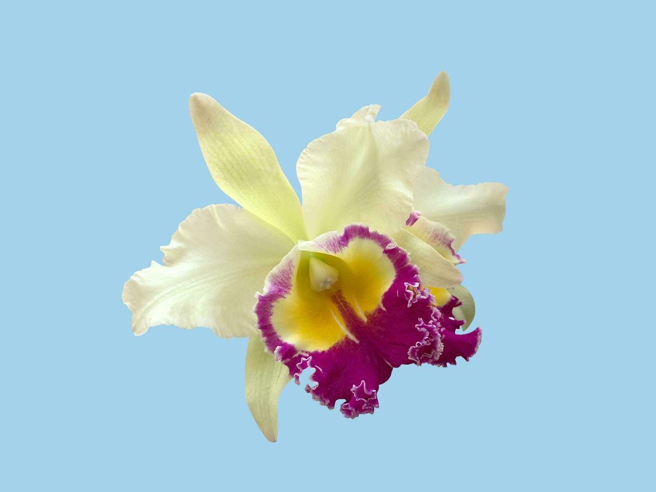 Thai cattleya orchid, purple, shades of yellow, isolated on a blue photo