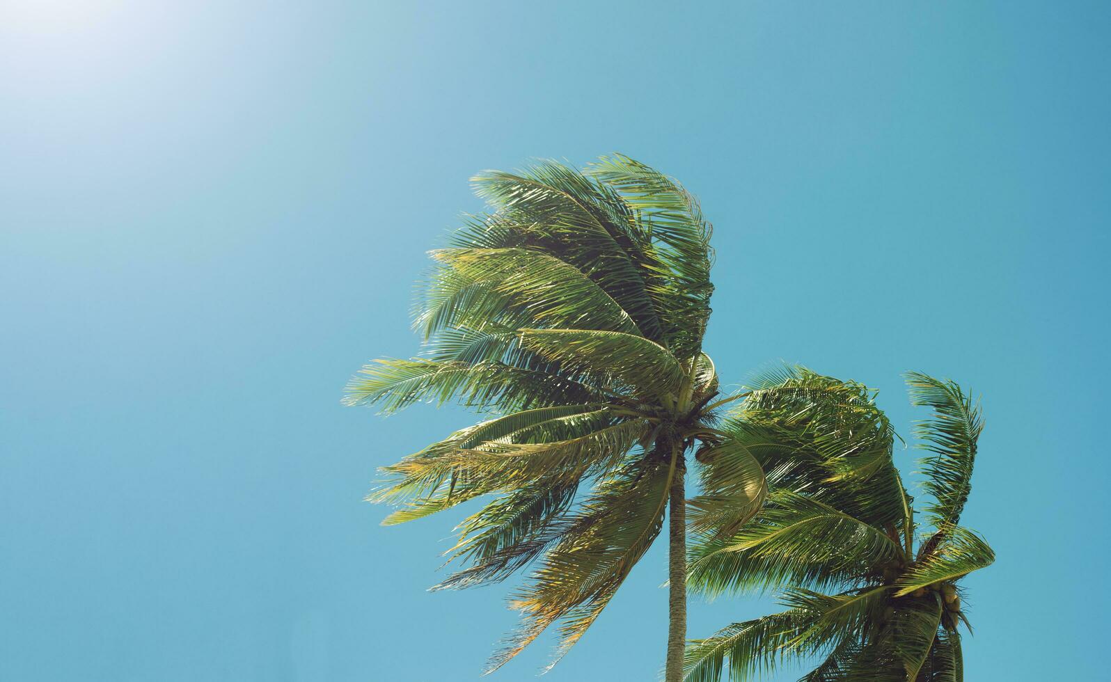 Palm tree leaf Blown by the wind in the summer photo