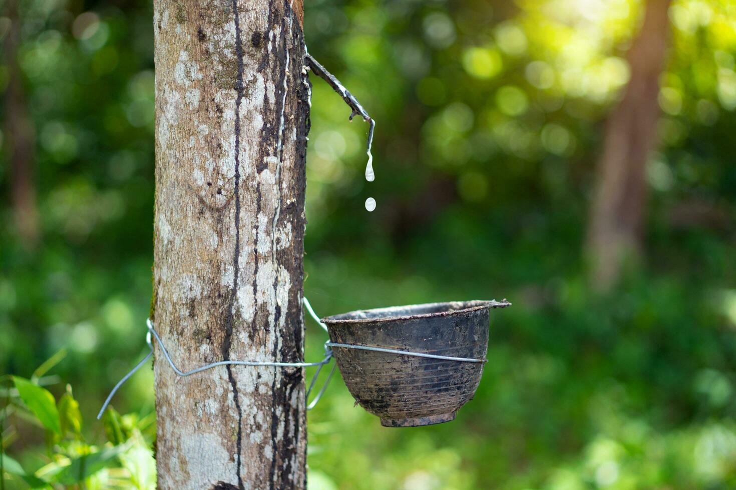 Rubber trees that have been tapped to remove the rubber in the rubber plantation photo