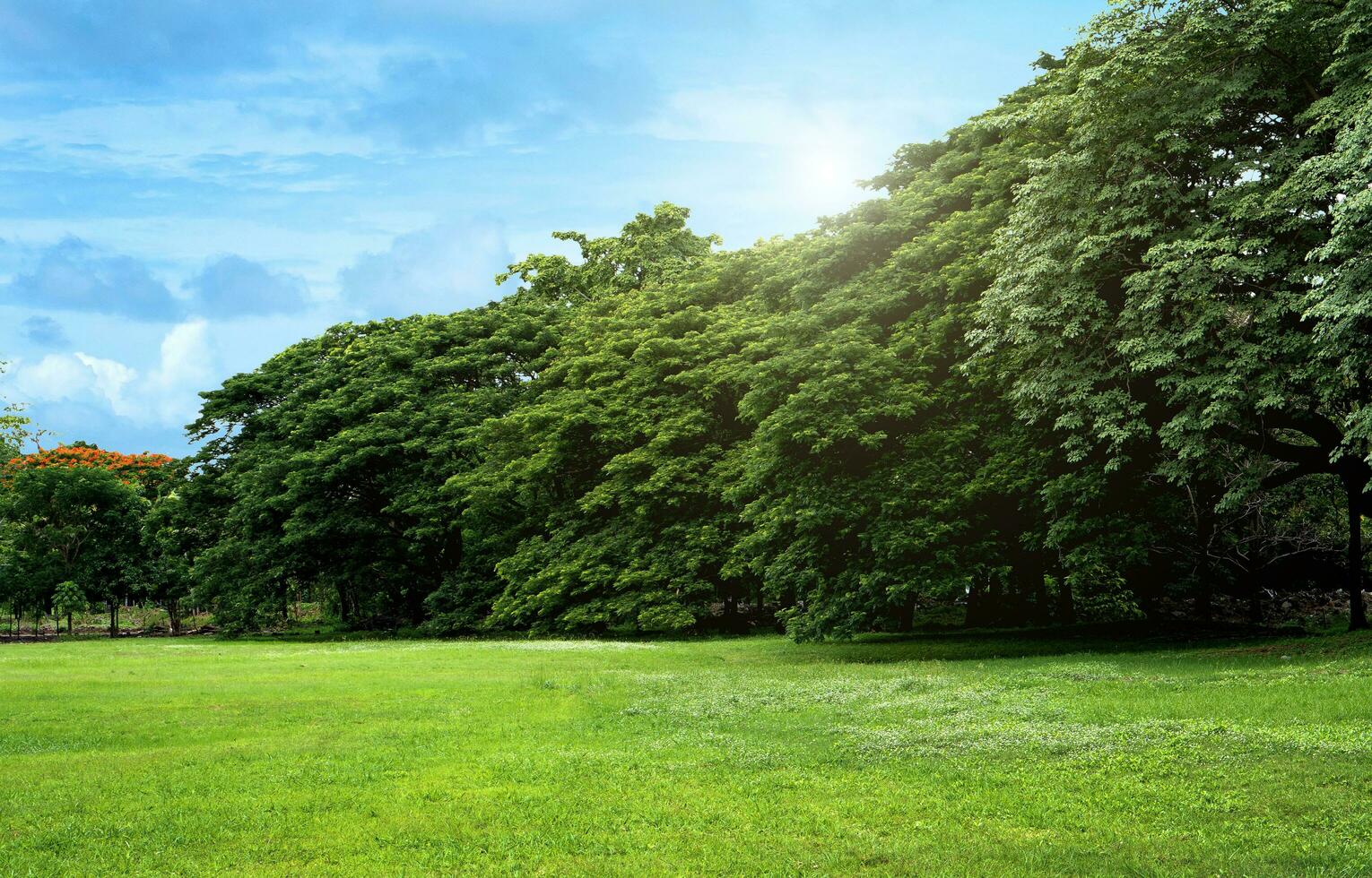 Lawns and green trees in the park on a clear day photo