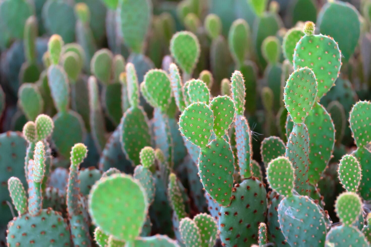Cactus at the Cactus shop photo