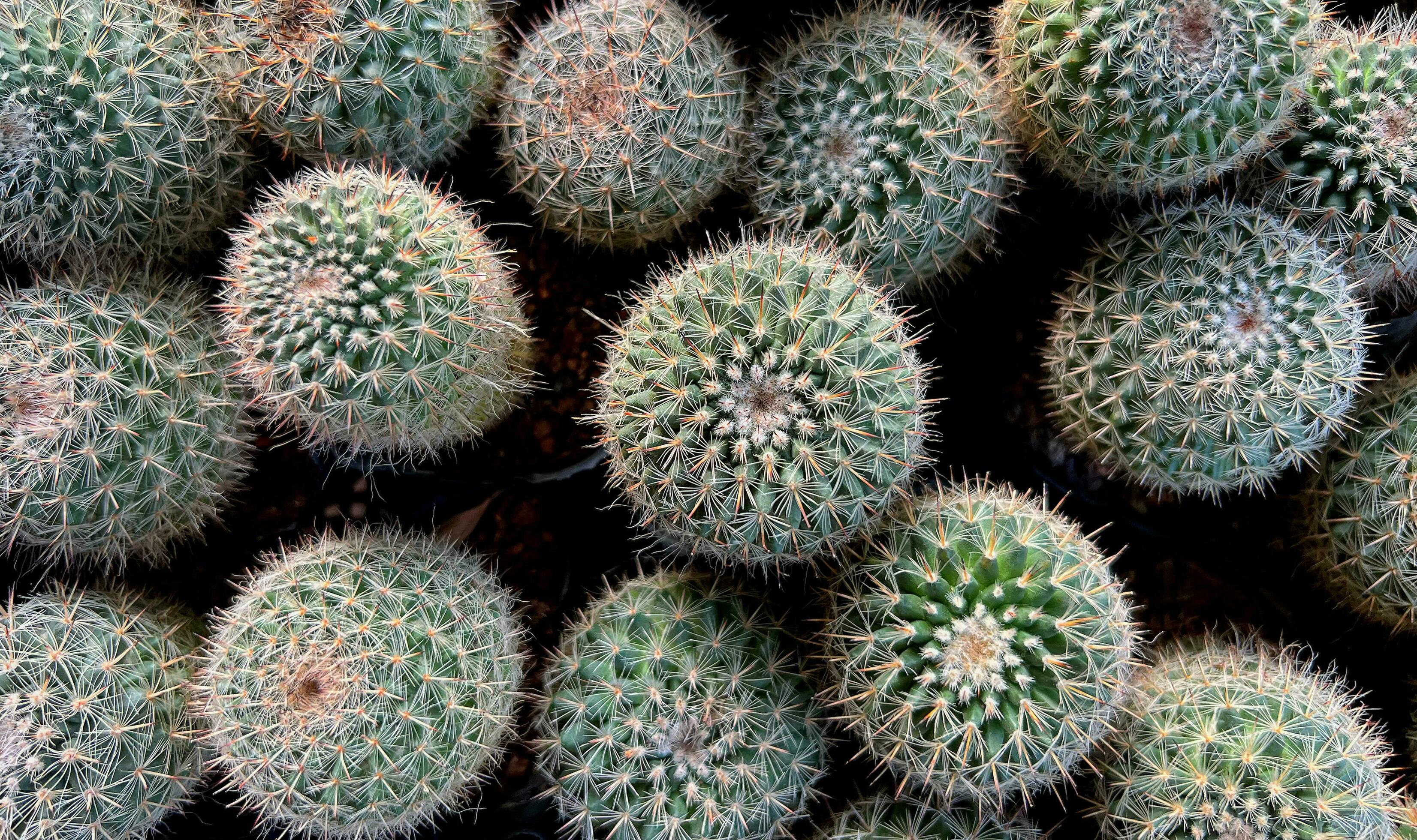Cactus at the Cactus shop 34718804 Stock Photo at Vecteezy