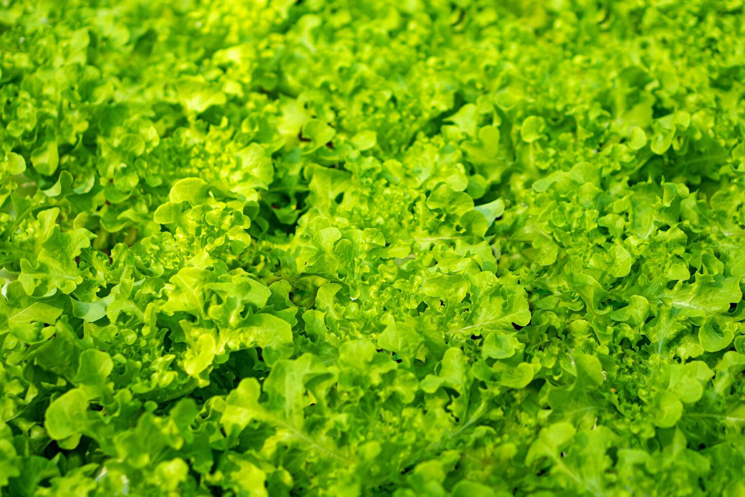lettuce cultivated plant of the daisy family photo