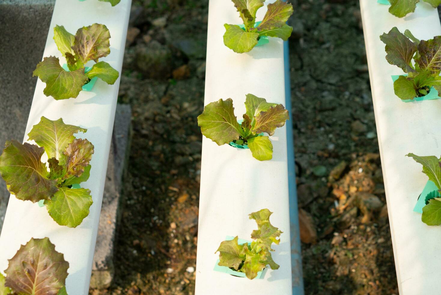 Hydrophonic lettuce cultivation in new lettuce farm. photo