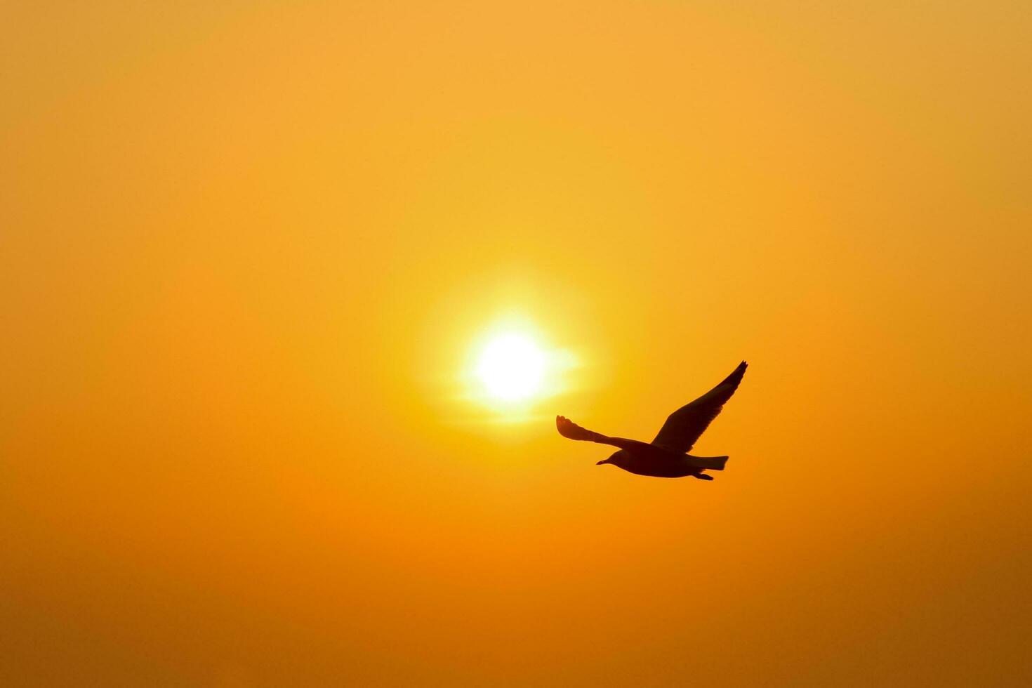silhouette bird sunset photo