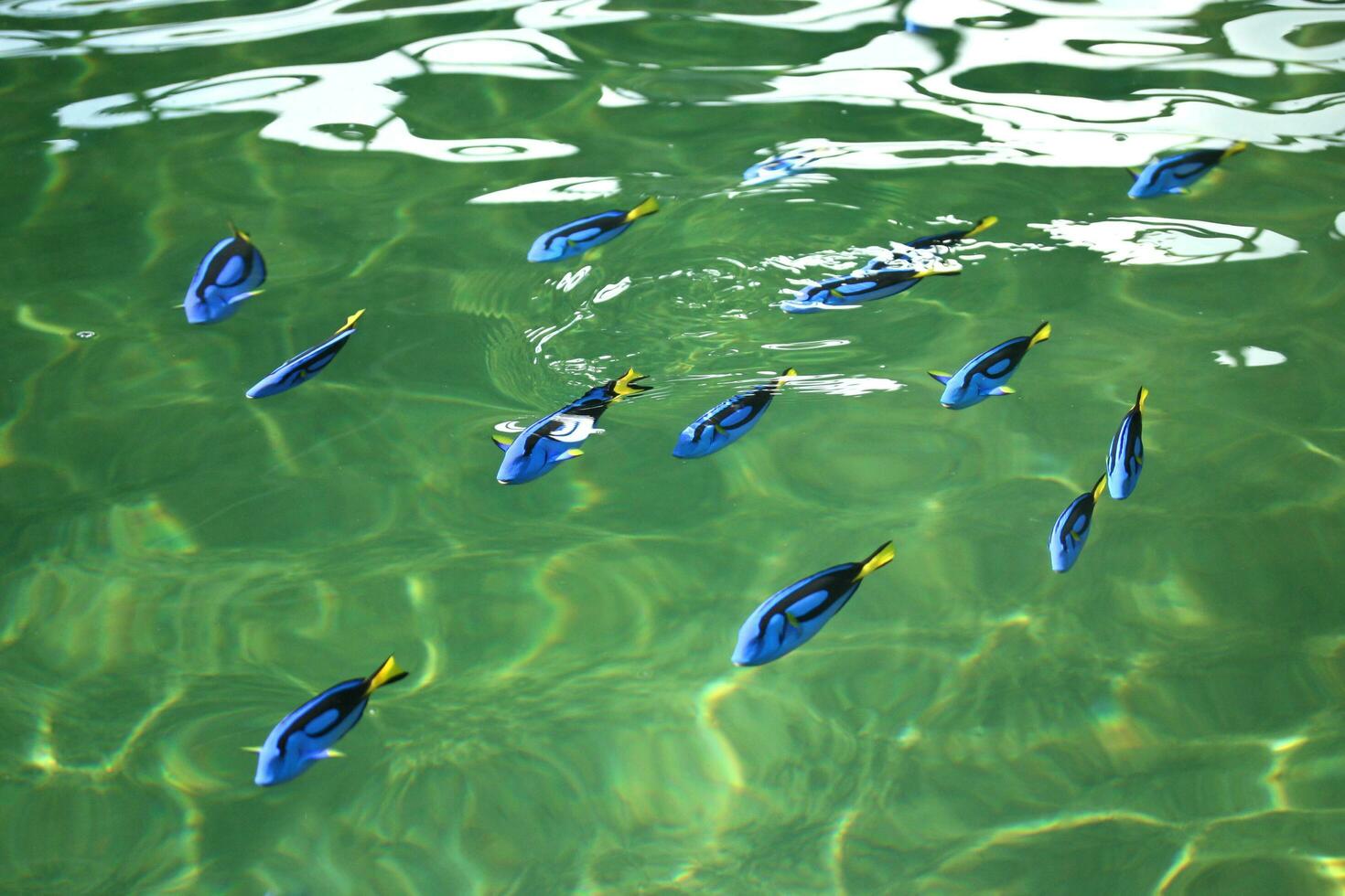 Blue tang or Regal tang or Palette surgeonfish photo